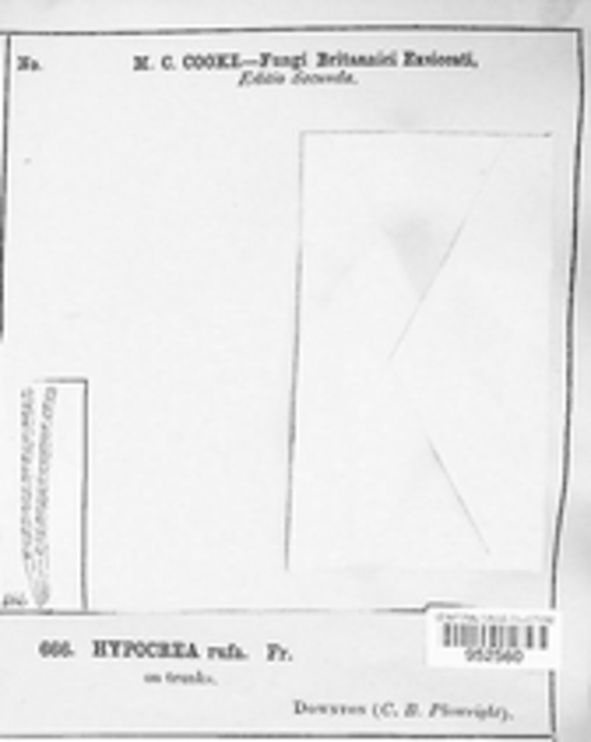 Trichoderma viride image